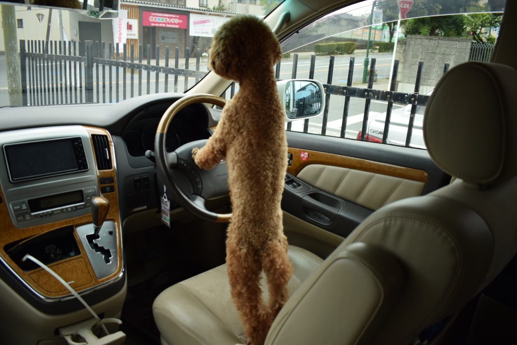 「運転は任せて」