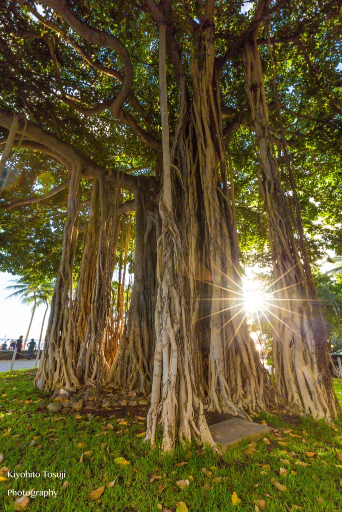 Banyan tree