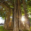 Banyan tree