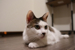 めありちゃん