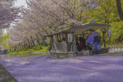 桜の絨毯