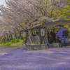 桜の絨毯