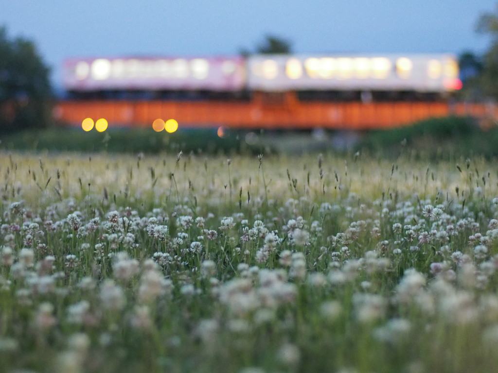 クローバー畑のフラワー長井線