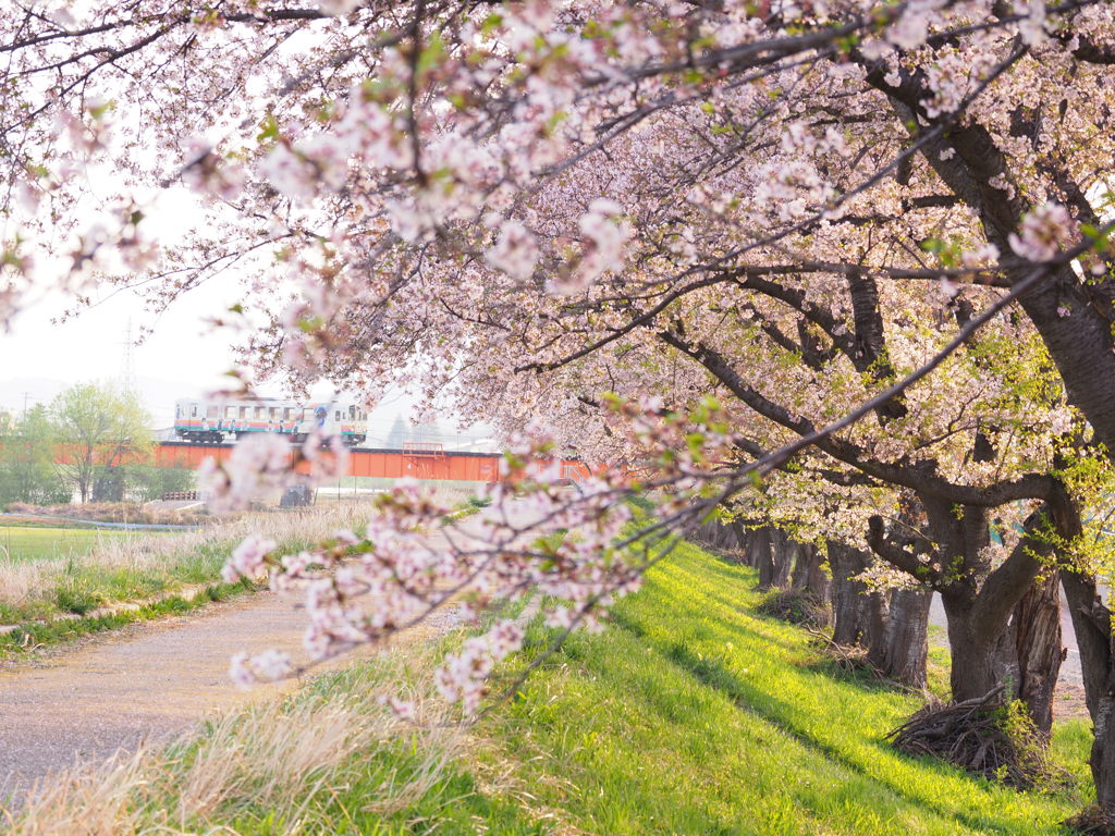 あやめ公園散歩道にて