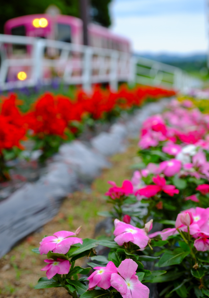 花壇のある駅～蚕桑駅（こぐわえき）