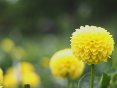 川西町のダリア園にて