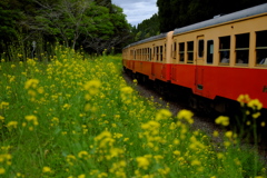 菜の花　小湊鉄道