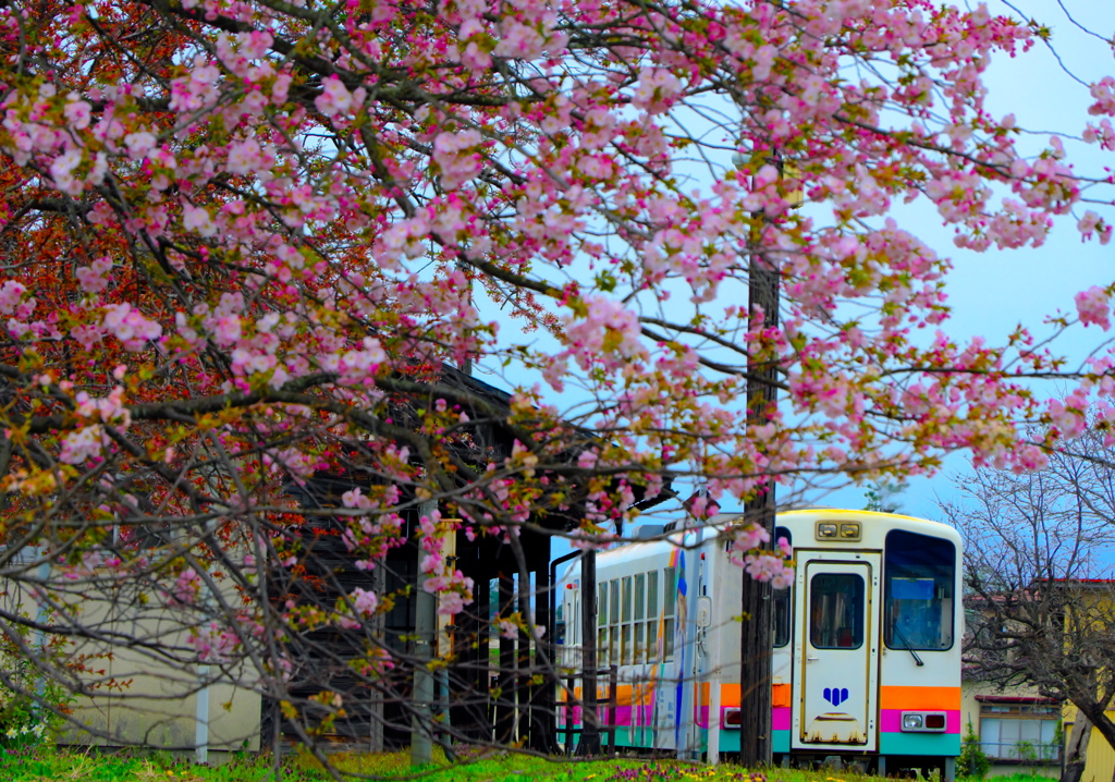 西大塚駅　桜