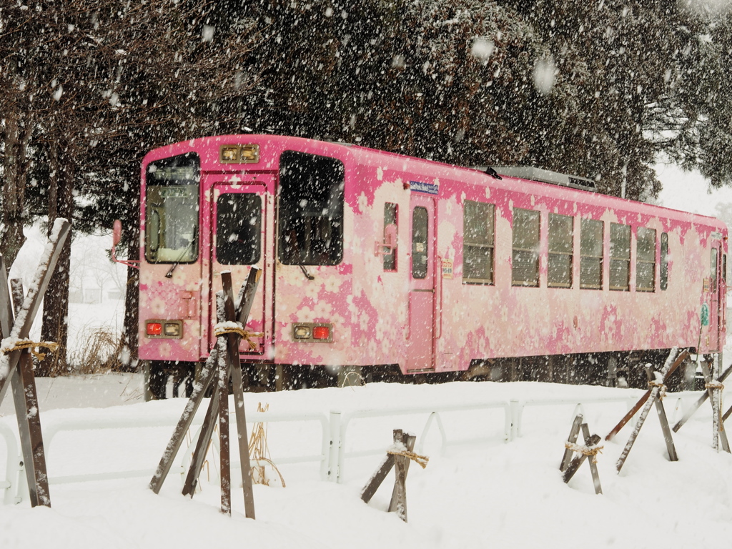 モノクロの情景に桜咲く