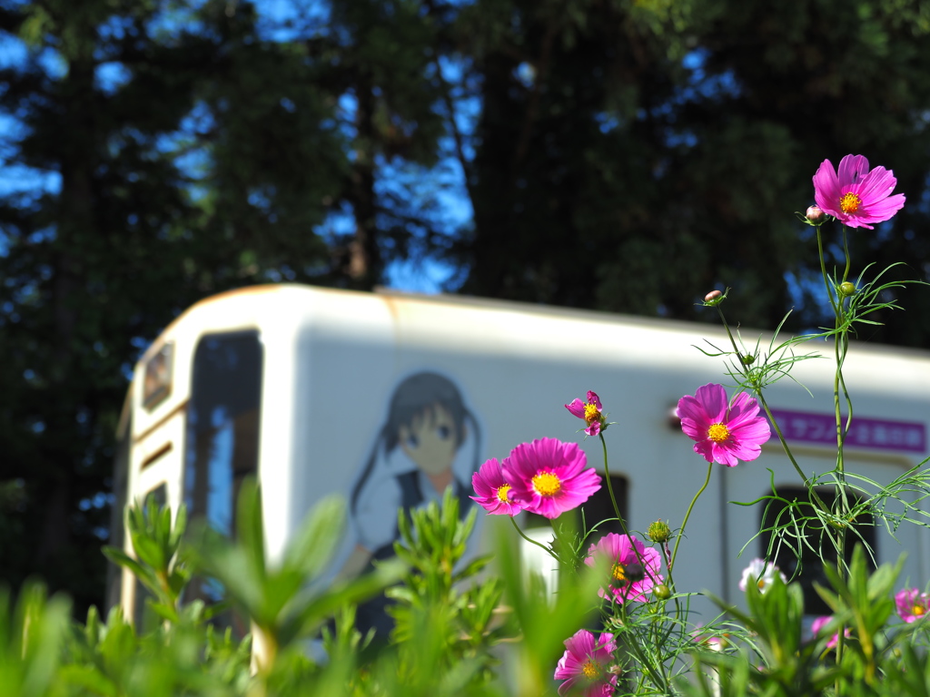 鉄道むすめとコスモスと