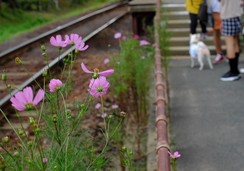 線路沿いのコスモス