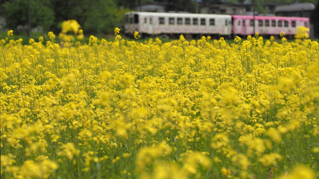四季結び　桜列車が菜の花畑をはしる