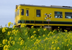 とまれみよ いすみ鉄道　菜の花