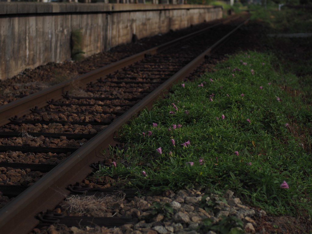 線路脇のオアシス