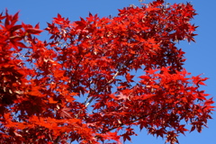 紅葉と青空と