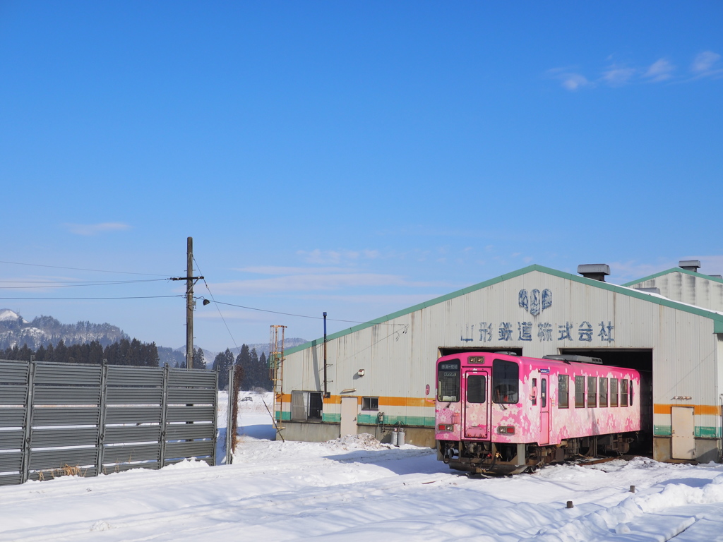 冬青空に咲く桜