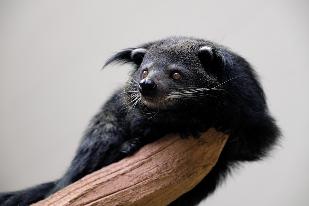 ビントロング ジャコウネコ科