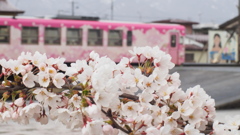 ラッピング列車さくらと桜