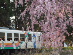 しだれ桜と鉄道むすめ