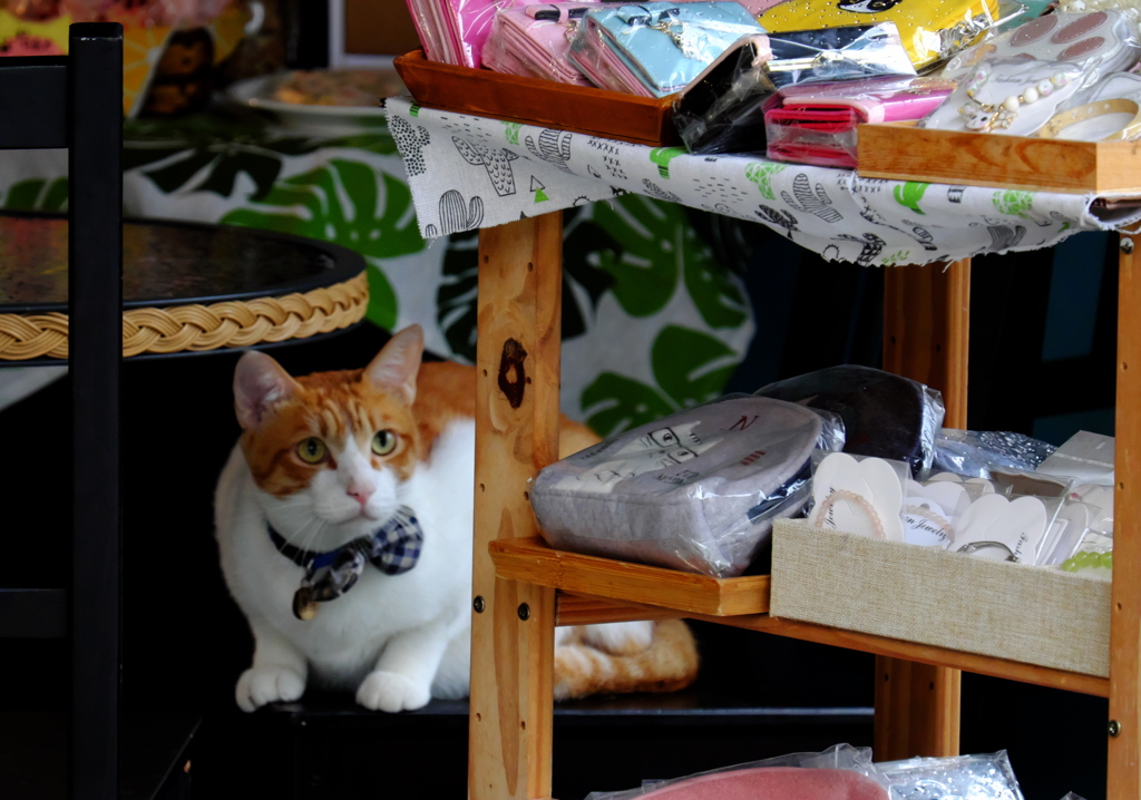 台湾にゃんこ　お土産さんにて