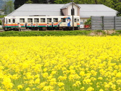 菜の花畑の娘たち