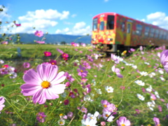 コスモスと紅花色の列車と