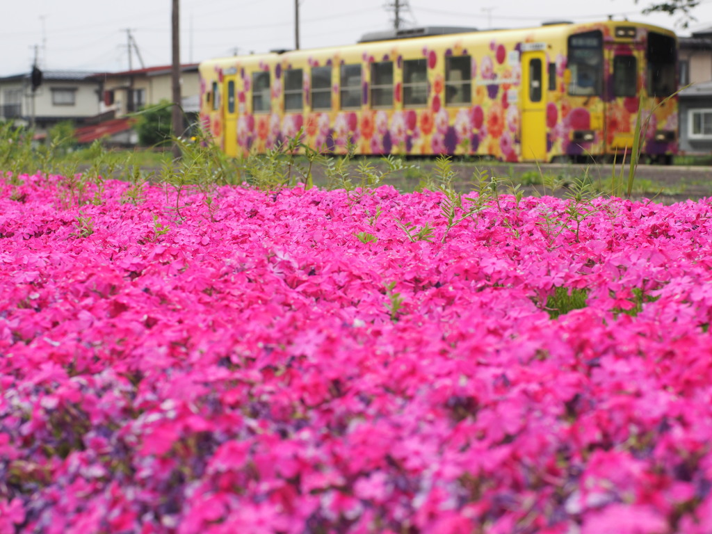芝桜とラッピング列車「ダリヤ」