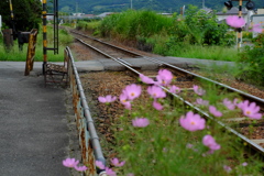 踏み切りとベンチとコスモス