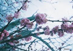 さくら