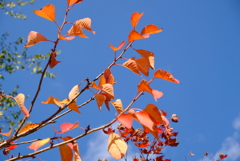 紅葉八幡宮