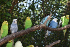インコ