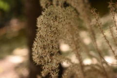 植物