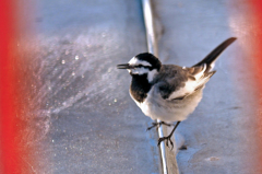 おはよう！とセグロの若鶏
