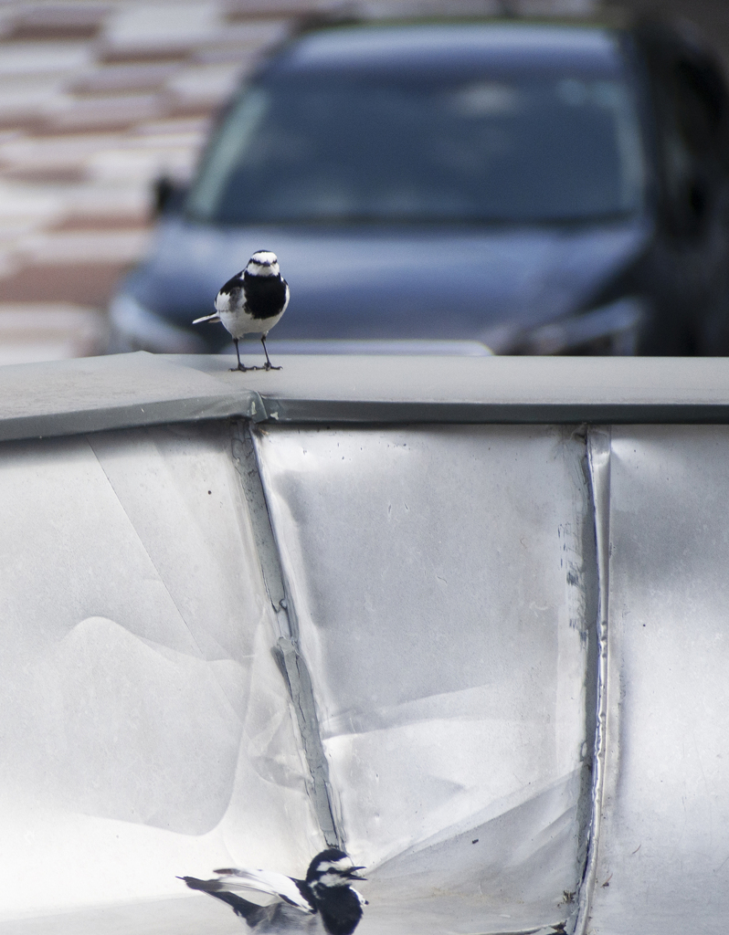 子供を連れてやってきた