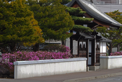 エゾムラサキツツジ