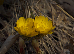 春の黄色 仲良く二輪