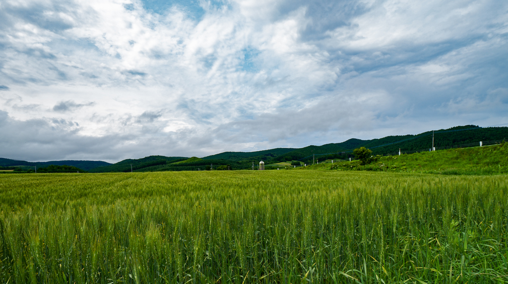 麦畑とサイロ