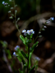 ノハラムラサキ　Forget