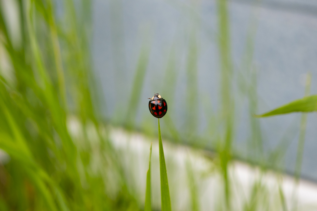 カメノコテントウ