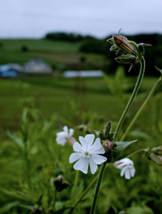 マツヨイセンノウ