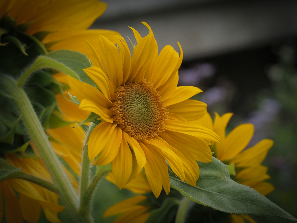 I Girasoli