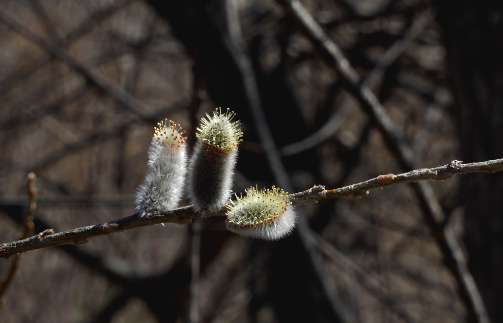 更に可愛くdressy