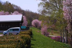 丸く見える桜