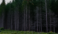 立ち枯れ 立ち枯れ