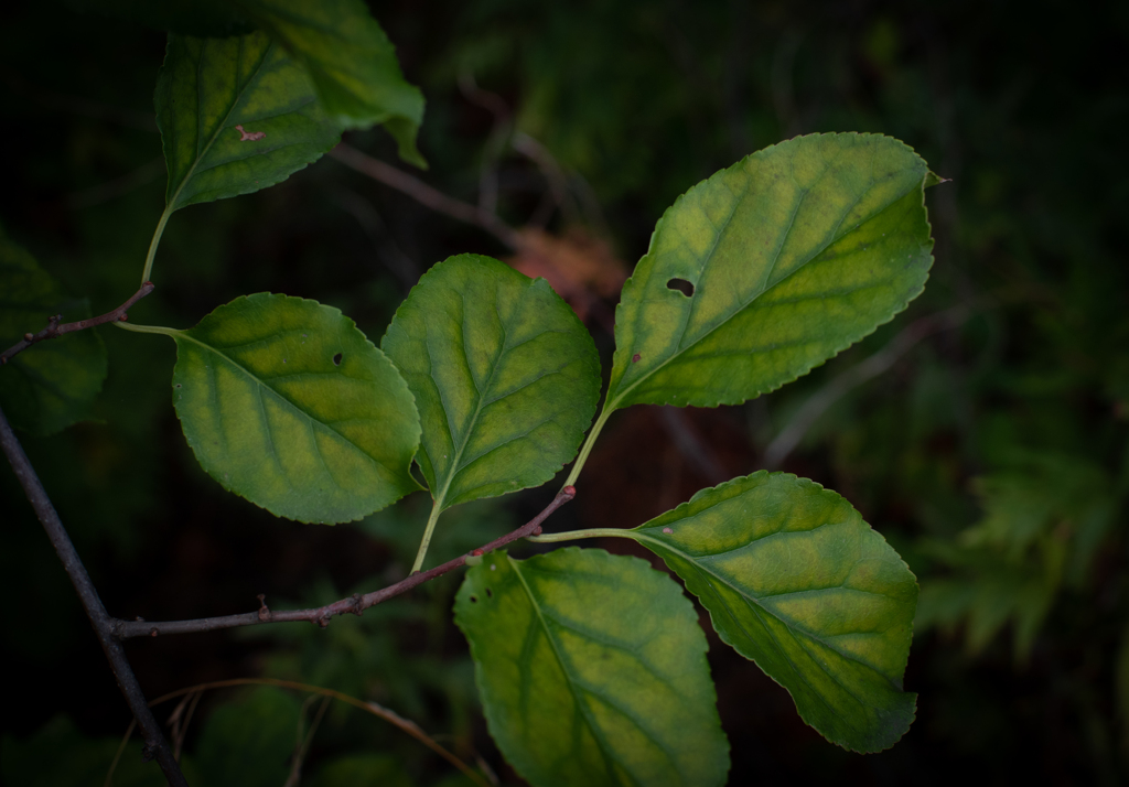 秋の酔いほんのり