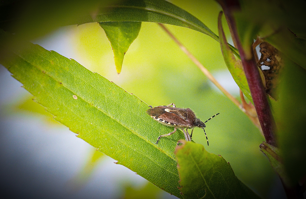 今日のお客は　ヘッコキ様　warning !!!