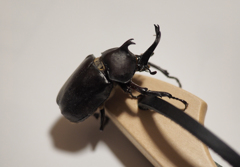 北のカブトムシ B