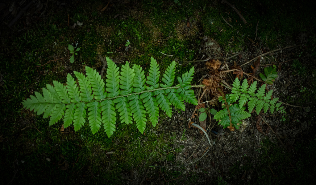 日陰でいきいき