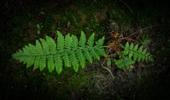 日陰でいきいき