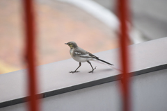 テクテク　セキレイ君